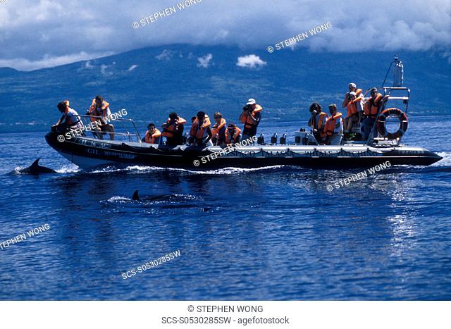 Whale-watchers & Atlantic Spotted Dolphins, Stenella frontalis Azores, Portugal, Atlantic