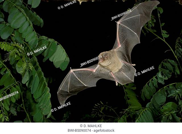 Common bent-wing bat, Schreiber's bat (Miniopterus schreibersii), flying, Bulgaria, Alexandrovo