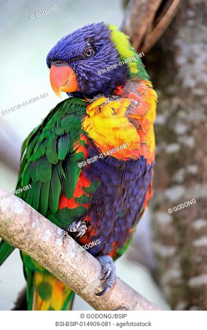 Ornithological park (Parc des Oiseaux de Villards-les-Dombes). Rainbow lorikeet (Trichoglossus haematodous moluccanus )