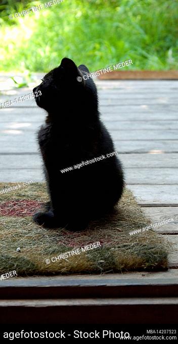 young black cat, doormat, on the door