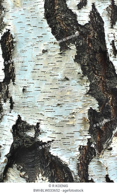 common birch, silver birch, European white birch, white birch Betula pendula, Betula alba, bark