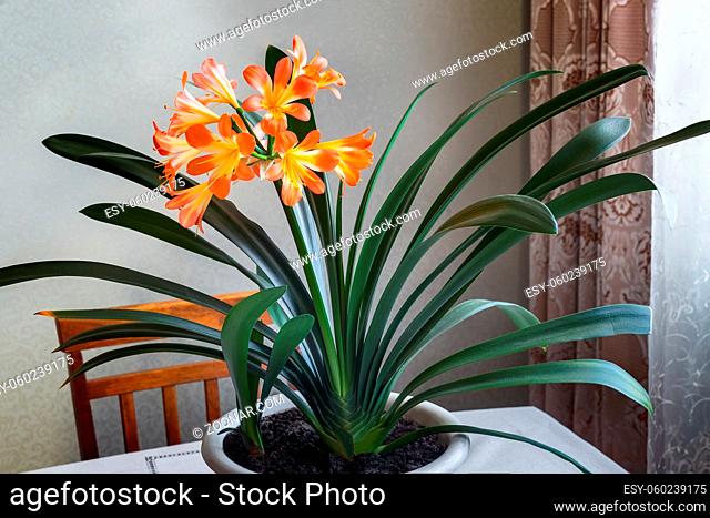 Indoor flower-amaryllis with bright pink flowers surrounded by green leaves on the table in the room. Front view, copy space