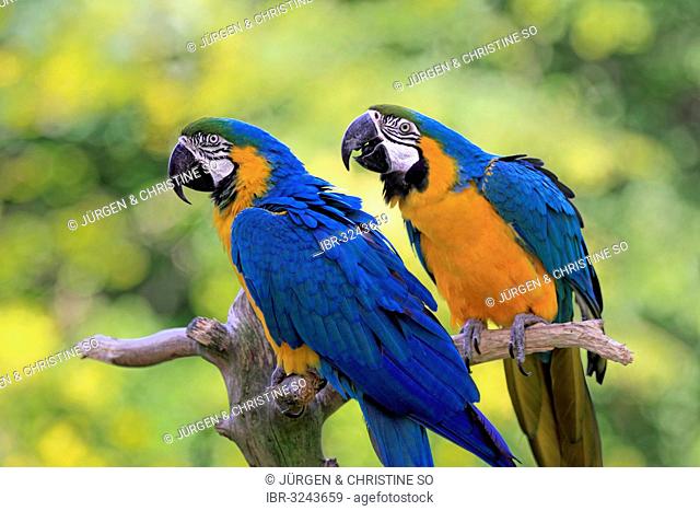 Blue-and-yellow Macaws (Ara ararauna), native to South America, captive, pair perched on a lookout branch