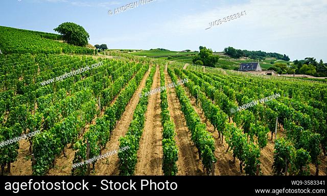 Vineyards near Saint Emilion, Dordogne, France