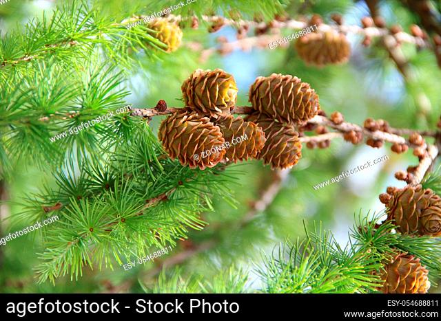 Pine cones on branches. Brown pine cone of pine tree. Growing cones close up. Larch cones growing in row on branch with needles