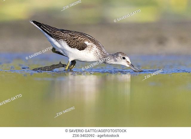 Greenshank (Tringa nebularia), side view of an adult looking for food in a pond, Campania, Italy