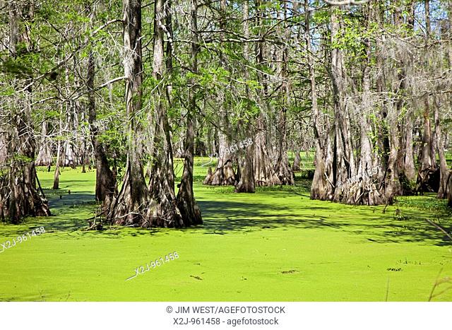 Breaux Bridge, Louisiana - The Cypress Island Preserve managed by the Nature Conservancy