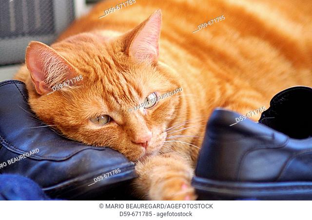 Tabby cat taking a cat nap on a pair of shoes