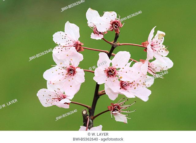cherry plum, Myrobalan plum (Prunus cerasifera 'Nigra', Prunus cerasifera Nigra), blooming branch