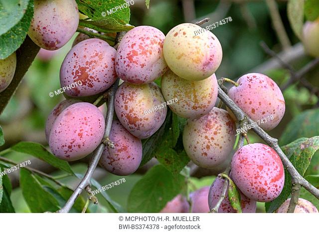 European plum (Prunus domestica 'Koenigin Viktoria', Prunus domestica Koenigin Viktoria), Plums on a tree, cultivar Koenigin Viktoria