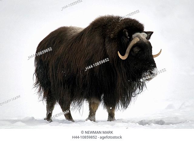Muskox, Ovibos Moschatus, Alaska, 2008, Animal, An