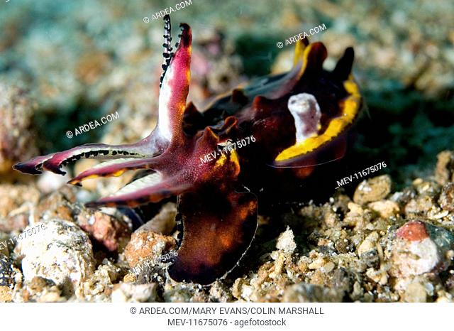 Pfeffer's Flamboyant Cuttlefish