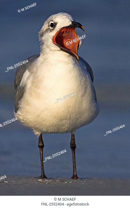 Close-up of Laughing Gull Leucophaeus atricilla with open mouth on beach
