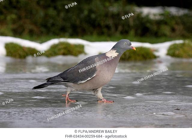 Wood Pigeon Columbus palumbus adult, sliding on ice of frozen pond, Bentley, Suffolk, England, december