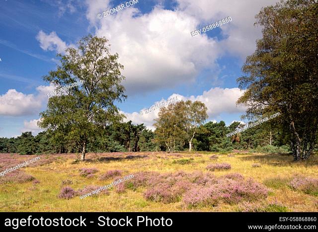 Flowering heathland in the nature reserve Wolfheze near the Dutch village Renkum