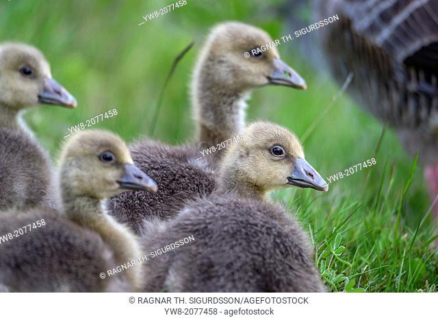 Greylag Goslings in the grass with mother close by