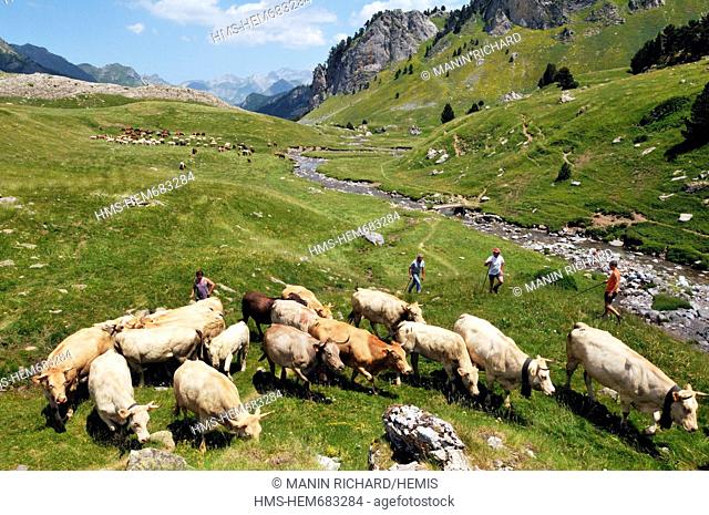 France, Pyrenees Atlantiques, Bearn, Ossau Valley, Pyrenees National Park, the High Ossau transhumance from the plateau of Benou to the pastures of Pic du Midi...