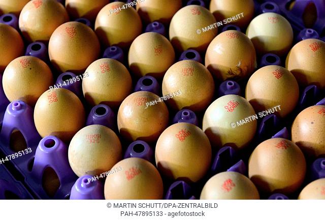 Organic eggs lie at organic farm Biohof Aga, an establishment of the Lebenshilfe workshops, in Gera, Germany, 14 April 2014
