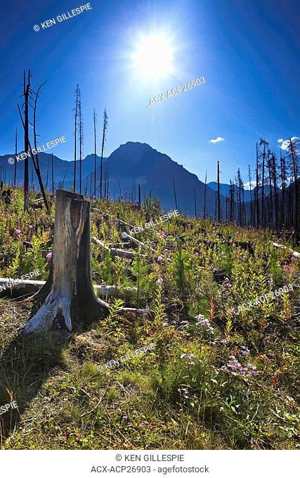 Forest renewal after the 2003 Kootenay Wildfires. Lodgepole Pine seedlings and Fireweed growing in foreground. Marble Canyon, Kootenay National Park
