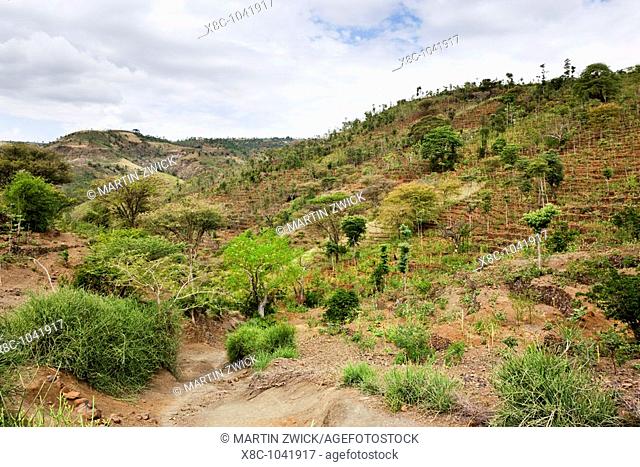 Dry farming on terraces in the steep and mountainous territory of the Konso, Rift valley   The Konso, a tribe of the Ethiopian southern nations