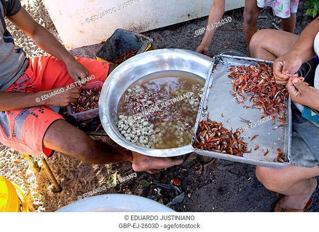 People Removing Meat of Paws and Claws of Crab, Canavieiras, Bahia, Brazil