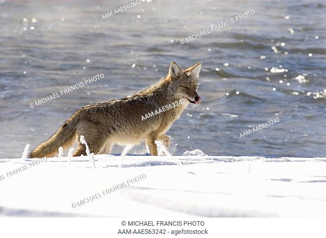 Coyote (Canis latrans), portrait along river in winter snow Yellowstone National Park Wyoming