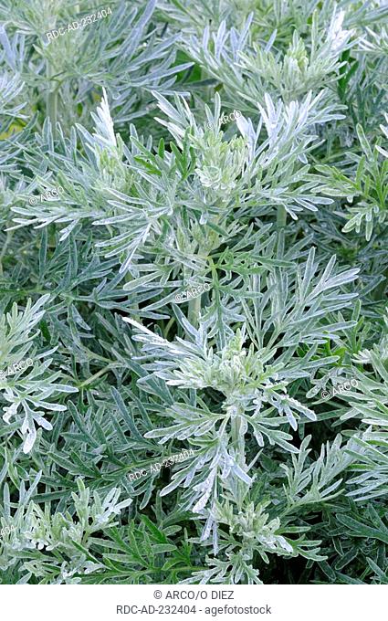 Wormwood, Artemisia absinthium