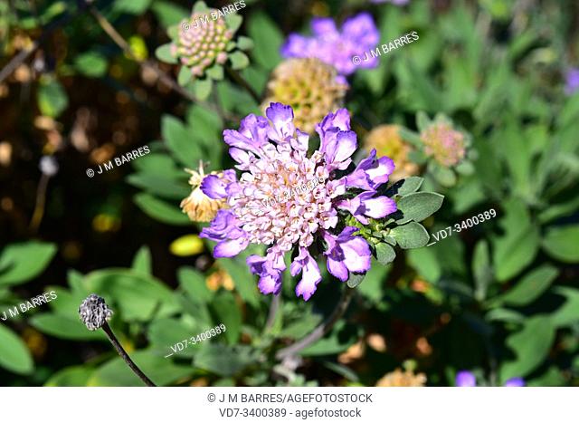 Pincushion flowers (Scabiosa cretica or Lomelosia cretica) is a subshrub native to Crete and Balearic Islands. Inflorescence detail