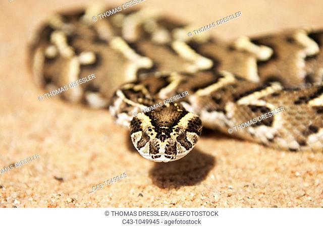 Puff Adder Bitis arietans - Beautifully patterned specimen  Its venom is cytotoxic and fatal in humans  Living Desert Snake Park, Swakopmund, Namibia