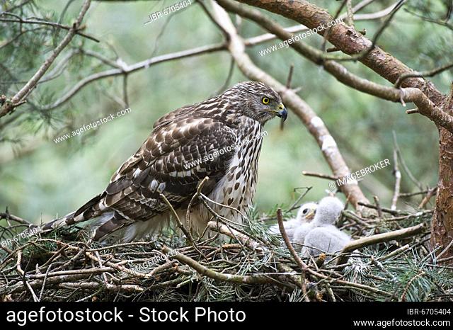 Northern goshawk (Accipiter gentilis), juvenile, female goshawk at the eyrie with young birds, typical drop shape of the plumage of the young female