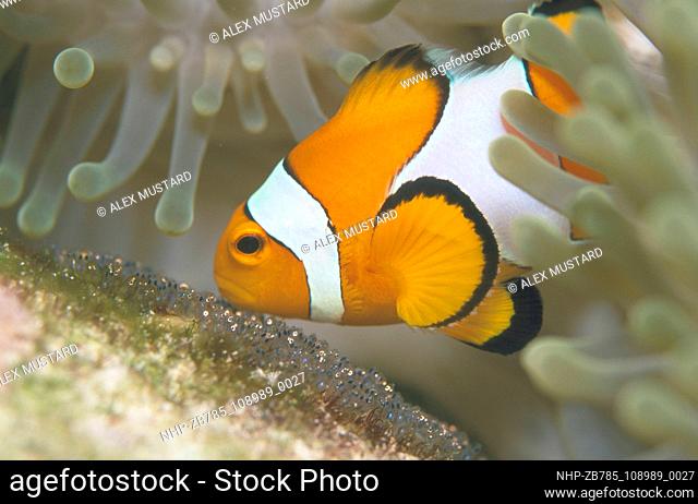 Clownfish tends to its eggs under an anemone, Thailand Date: 03/11/2003  Ref: ZB785-108989-0027  COMPULSORY CREDIT: Oceans Image/Photoshot