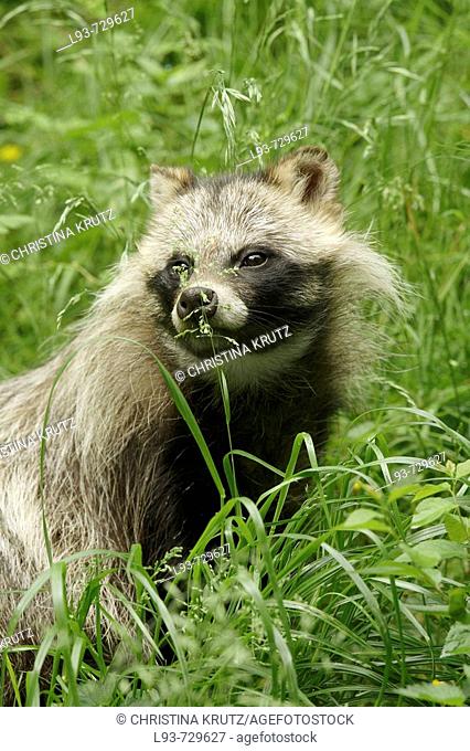 Raccoon dog , Nyctereutes procyonoides