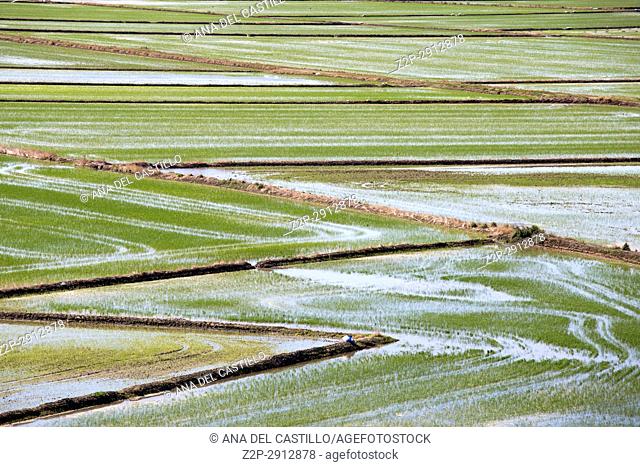 Rice fields in Cullera Valencia Spain