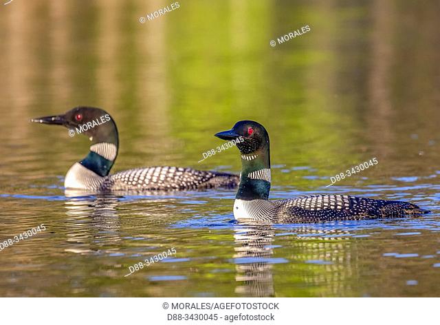 United States, Michigan, Common Loon (Gavia immer), couple on a lake