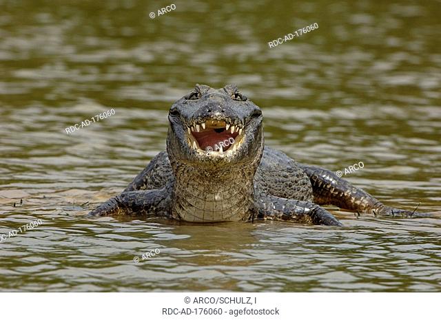 Spectacled Caiman, Pantanal, Brazil, Caiman crocodilus