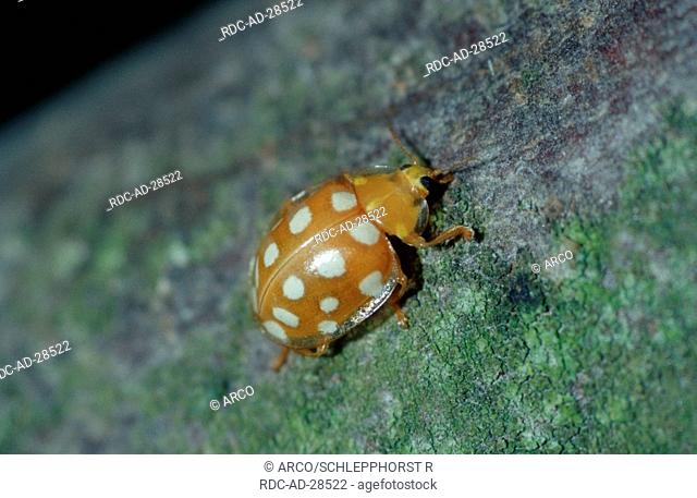 Orange Ladybird, North Rhine-Westphalia, Germany, Halyzia sedecimguttata