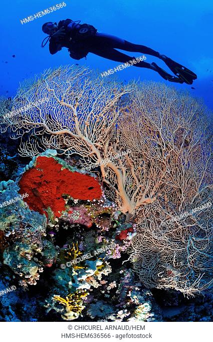 Egypt, Red sea, a coral reef with a fan-coral Subergorgia hicksoni, a red boring-sponge Cliona vastifica and a diver