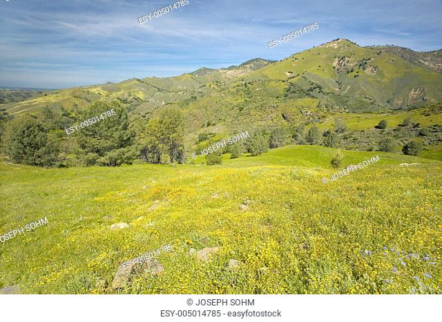 Bright yellow flowers on the green spring hills of Figueroa Mountain near Santa Ynez and Los Olivos, CA