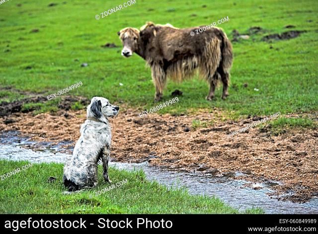Wachhund und Yak beobachten sich auf einer Weide, Gorchi-Tereldsch-Nationalpark, Mongolia / Watch dog and yak watching each other on a pasture