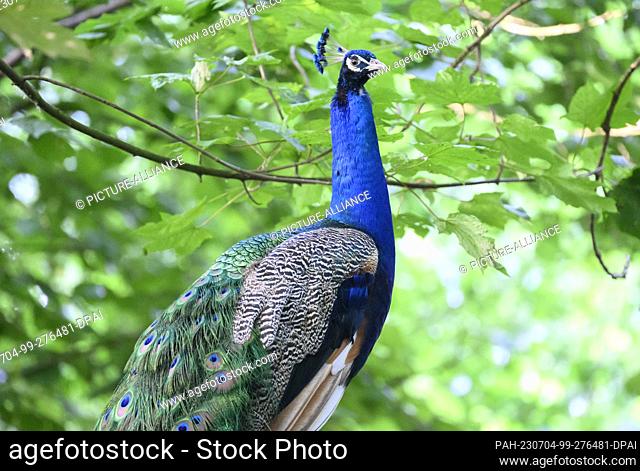 04 July 2023, Lower Saxony, Laatzen: A mating peacock stands in the early morning in the Leinemasch in the Hannover region