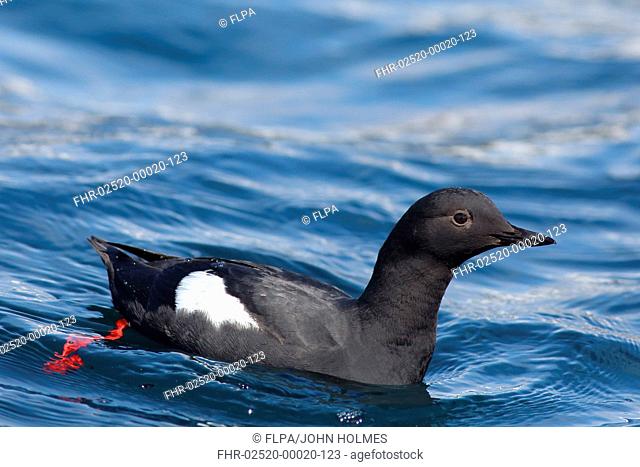 Pigeon Guillemot Cepphus columba adult, swimming at sea, Bering Island, Commander Islands, Bering Sea, Kamchatka Krai, Russian Far East, Russia, may