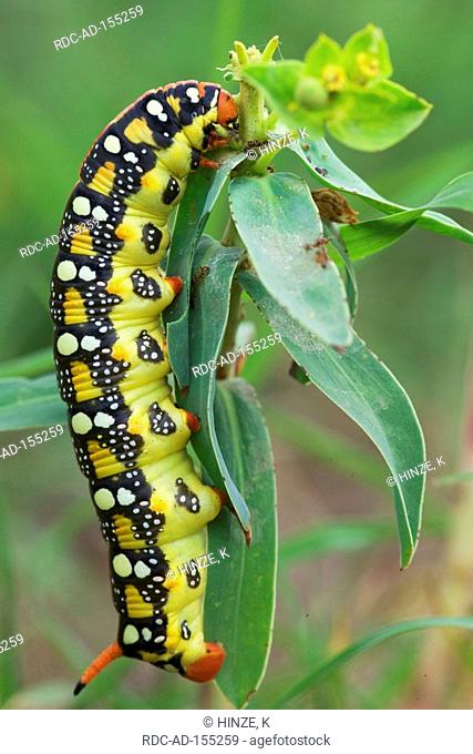 Spurge Hawkmoth caterpillar Bulgaria Hyles euphorbiae Celerio euphorbiae