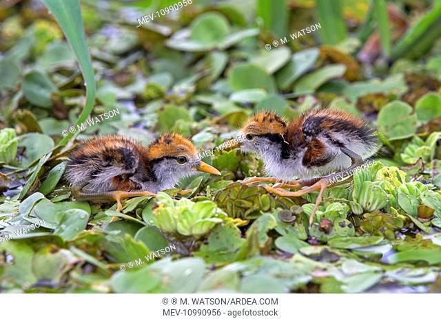Wattled Jacana newborn chicks in Water Hyacinth (Eichhornia crassipes) Manaus Amazon River Basin Amazonas State Brazil South America