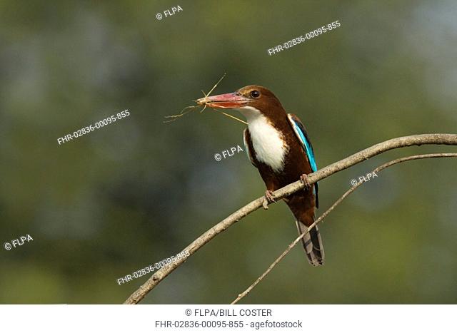 White-throated Kingfisher Halcyon smyrnensis adult, with nesting material in beak, perched on twig, Keoladeo Ghana N P Bharatpur, Rajasthan, India