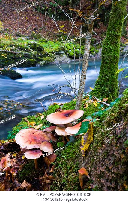 Forest mushrooms, River Curak in Zeleni vir/Croatia, long exposure tripod shot