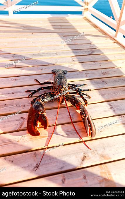 fresh lobster lying on sundeck. outside shot in Norway. copy space