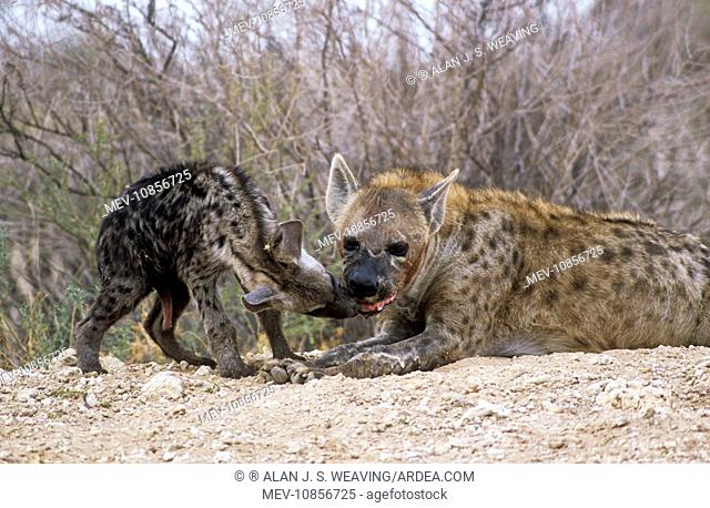 Spotted Hyaena - female, at den, with cub (Crocuta crocuta). Kgalakgadi Transfrontier Park, S. Africa. Social licking between mother and offspring; phallic...