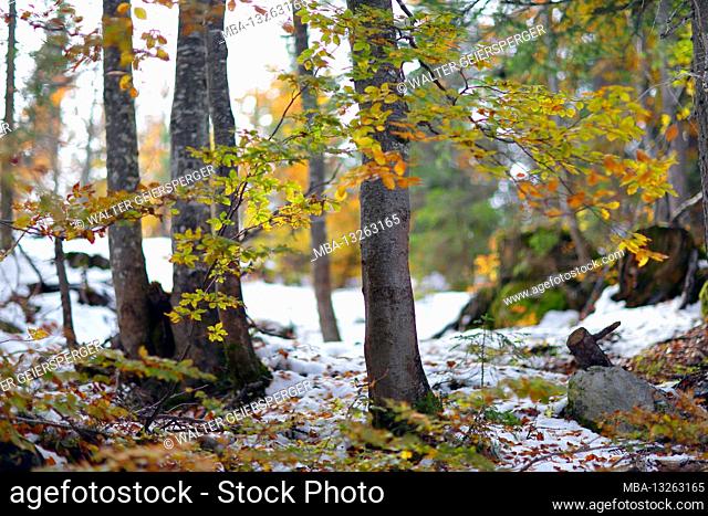 Deciduous forest in autumn after snowfall in landscape format