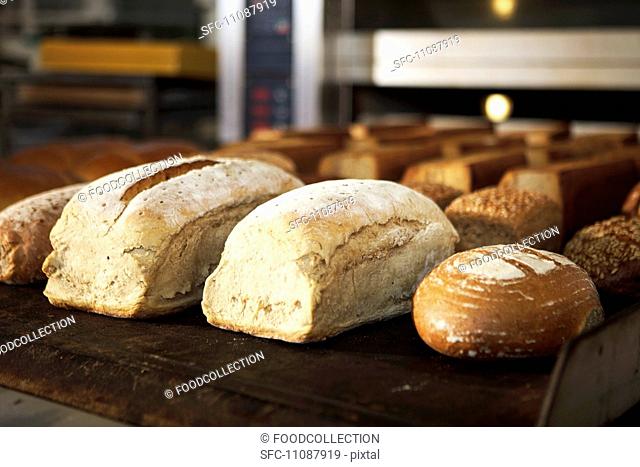 Various types of bread in a bakery