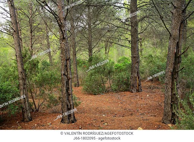 Pine forest Pinus halepensis in the Natural Park Sierra Calderona  Valencia